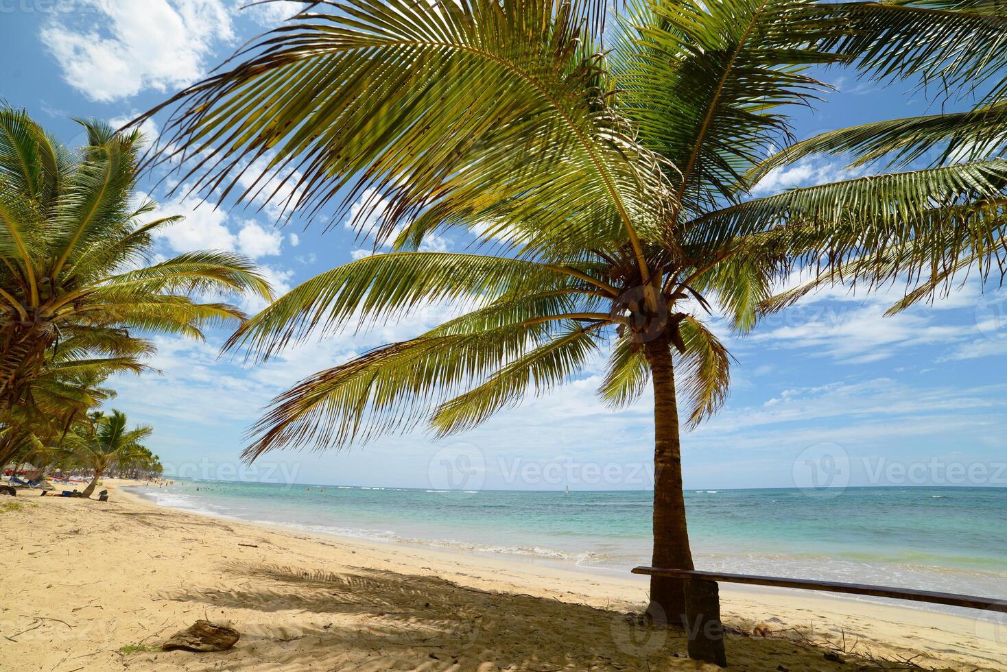 A beach with a bench among palm trees in Dominican Republic, Punta Cana photo