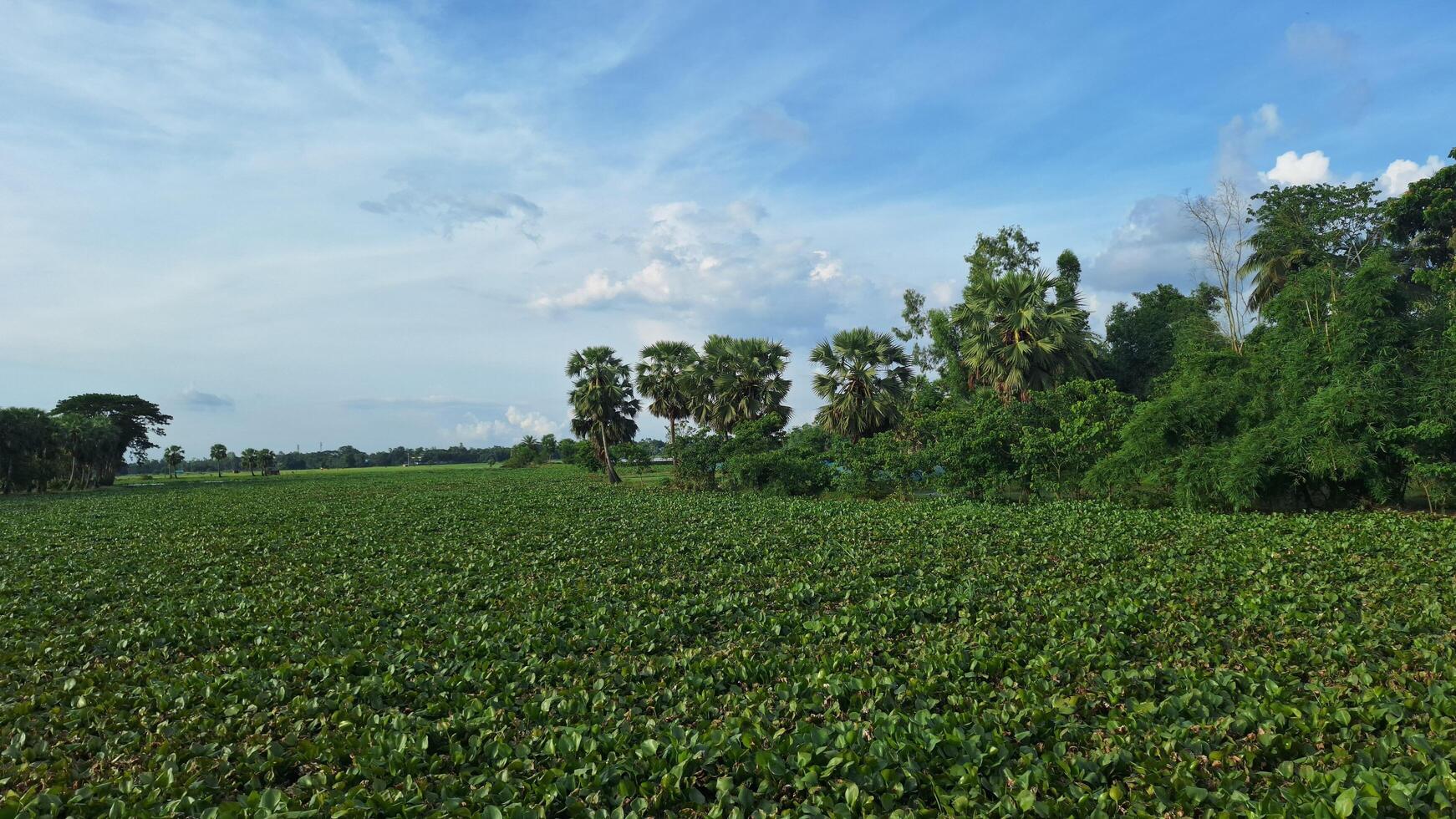 A field with lots of green plants and trees photo