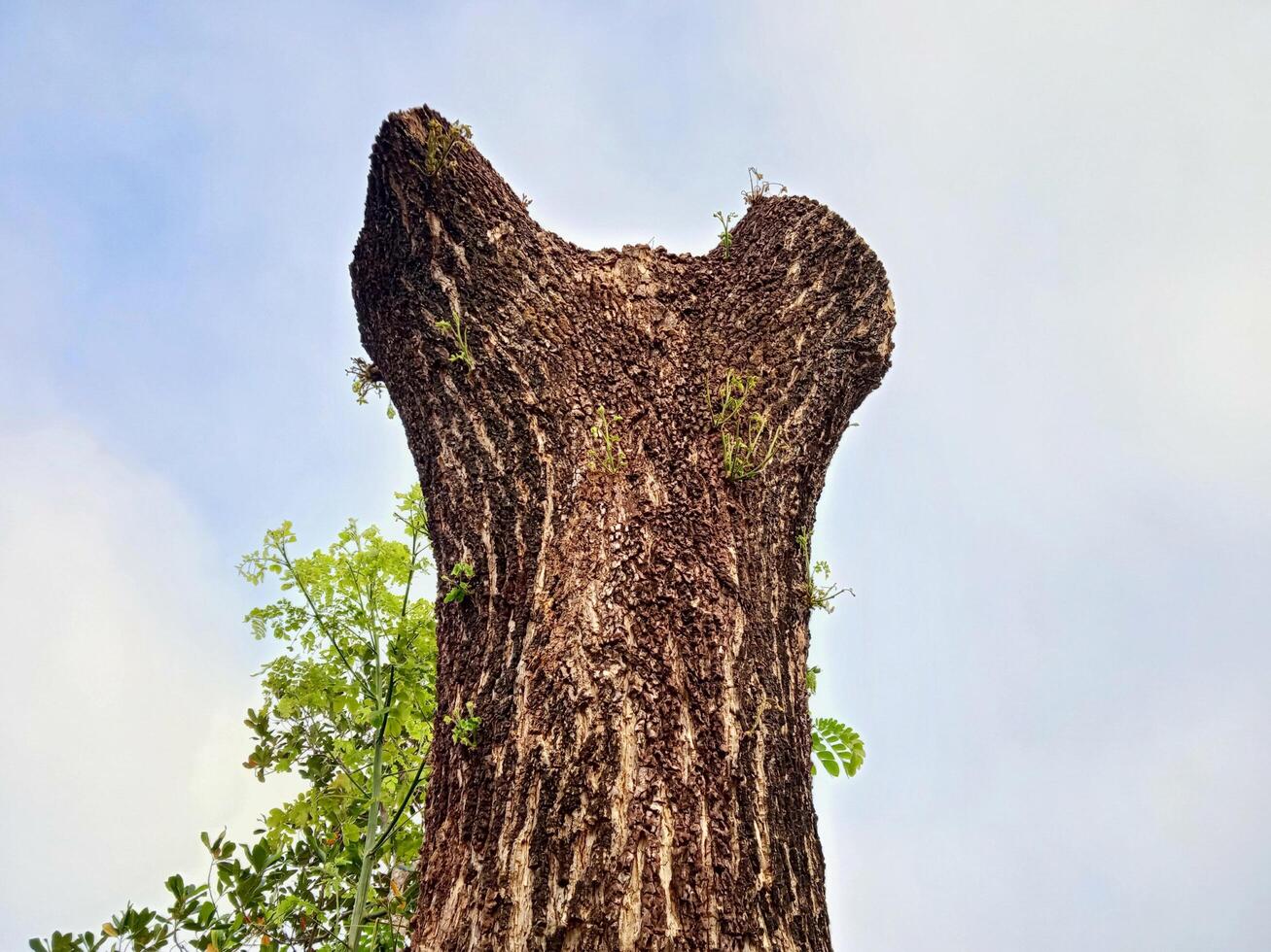 A tree trunk with a hole in it photo