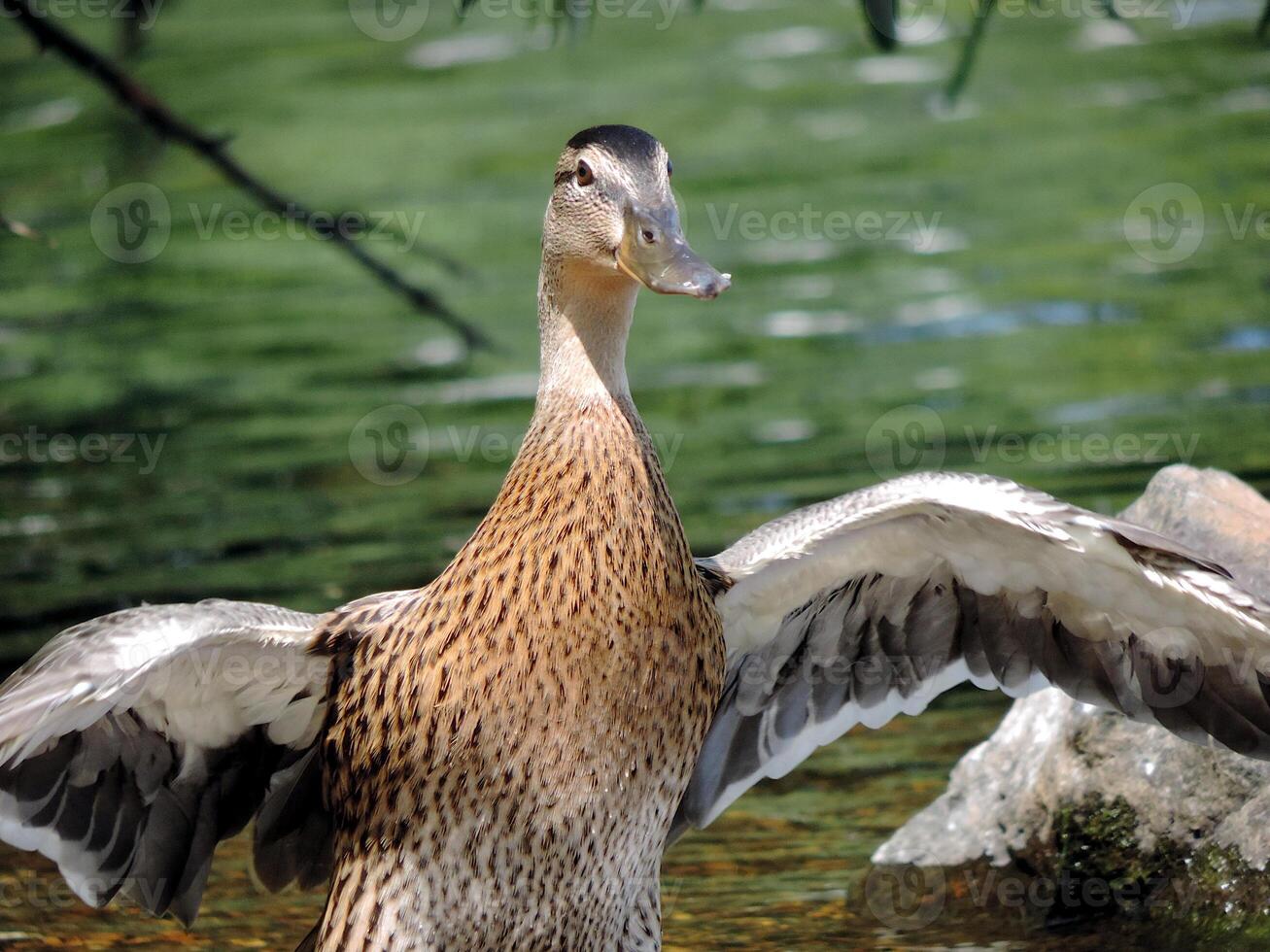 A duck standing in the water with its wings spread photo