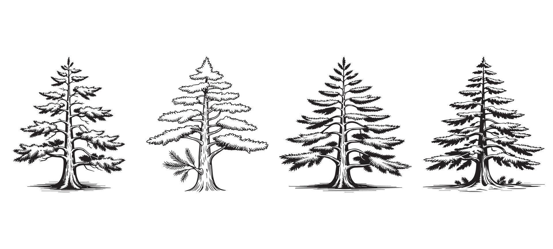 Vintage Cedar Tree Drawing Set for Forest and Nature-Themed Designs vector