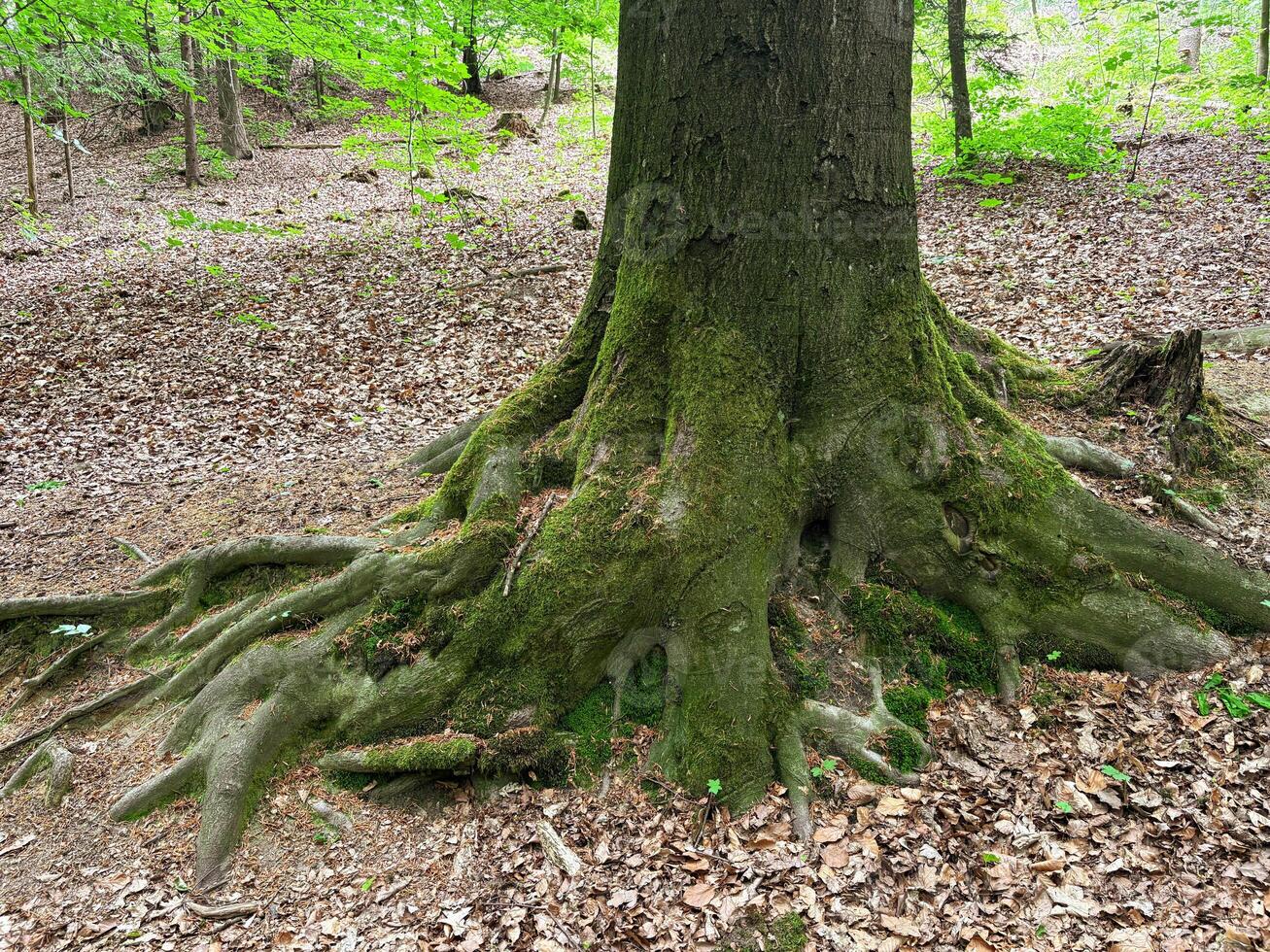 The powerful roots of an old tree rise above the ground in a mountainous area. Environmental concept. photo