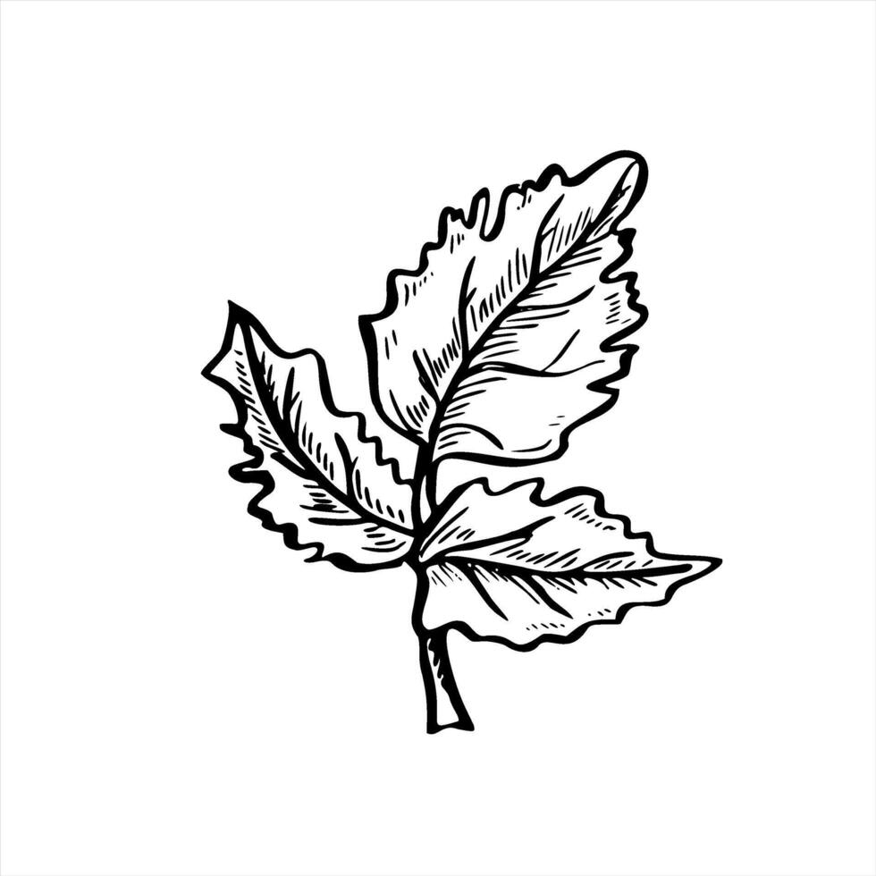 Engraving of parsley leaf painted by black inks. Hand drawn aromatic cilantro sprig monochrome illustration. Seasoning herb for food packaging, spice labels, organic products vector