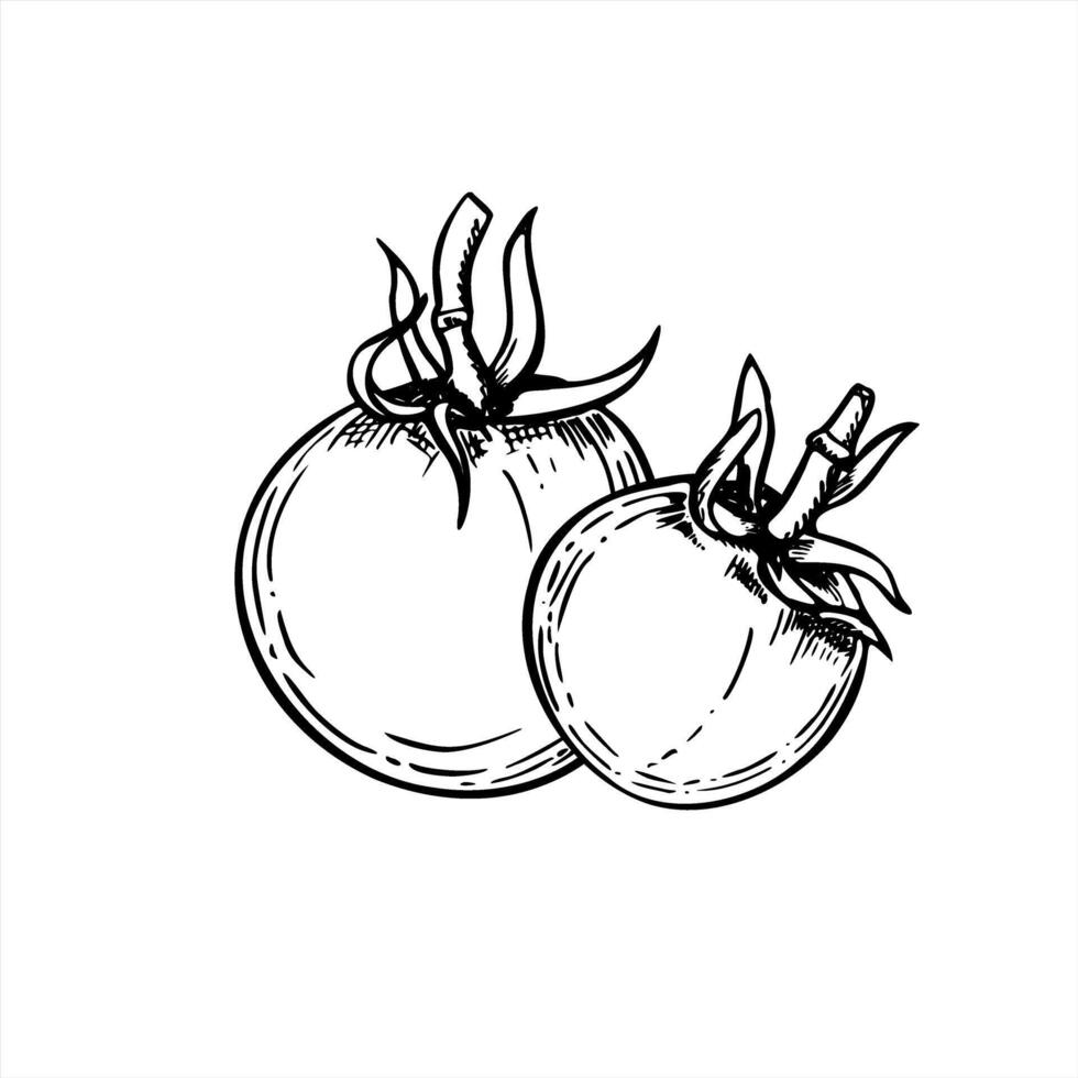 Two whole tomato monochrome illustration painted by black inks. Summer garden vegetables graphic sketch for food packaging, healthy lifestyle projects, cookbooks, and agricultural branding vector