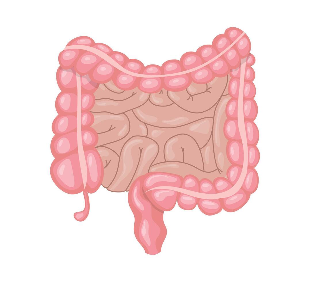 Human intestines showing large and small intestine vector
