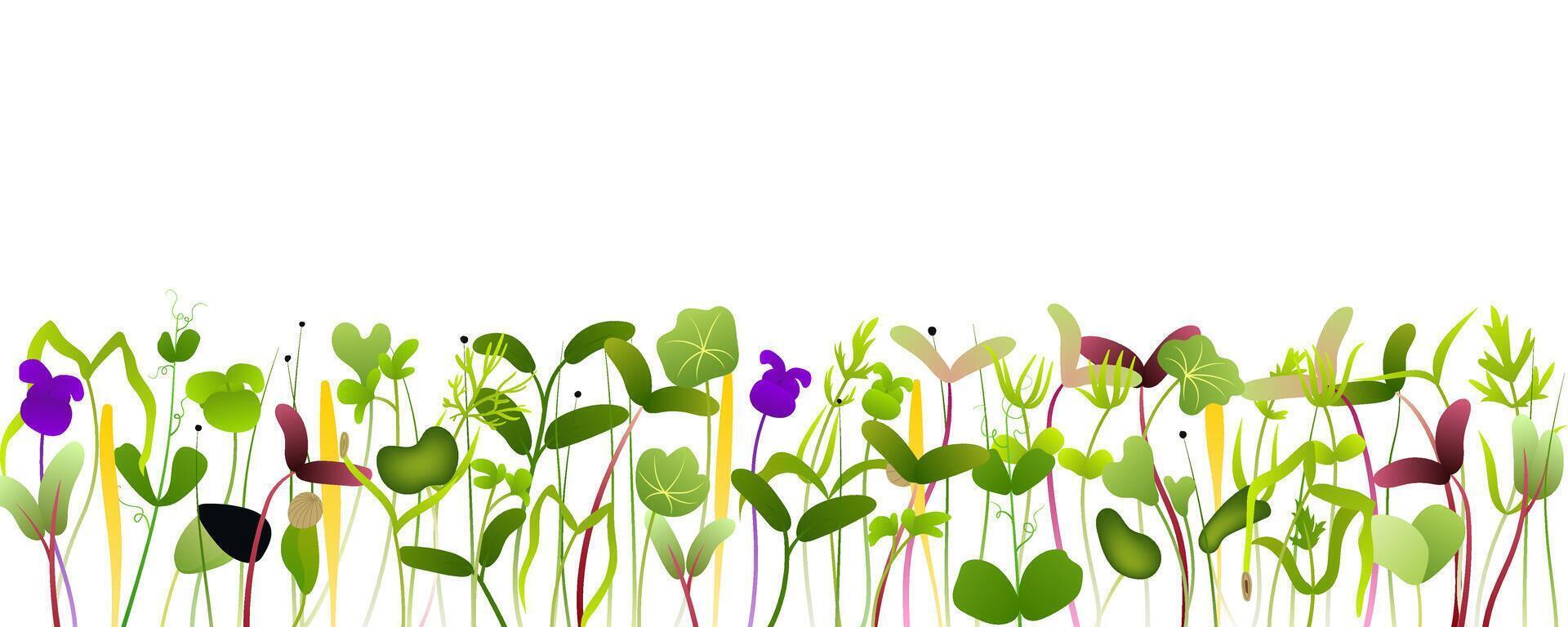 Colorful microgreens in various shapes and hues flourish, forming a vibrant horizontal border against a white backdrop, freshness and healthy living vector