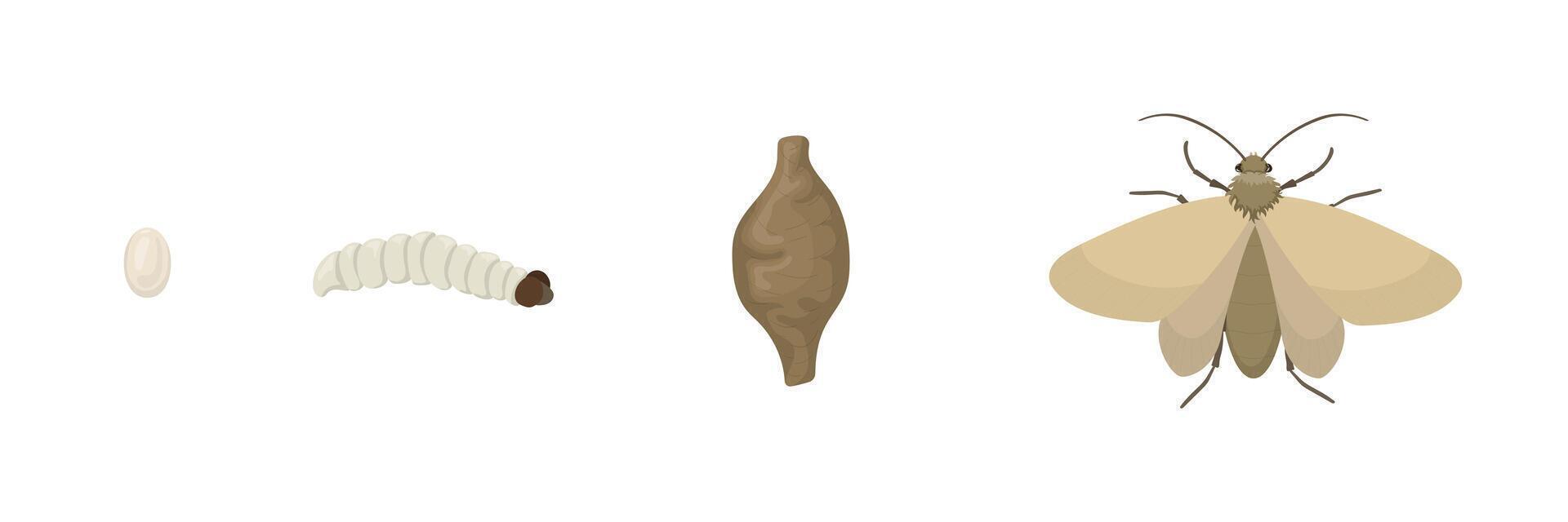 Complete metamorphosis of common clothes moth showing the four stages of its life cycle, from egg to larva, then pupa and finally adult insect vector