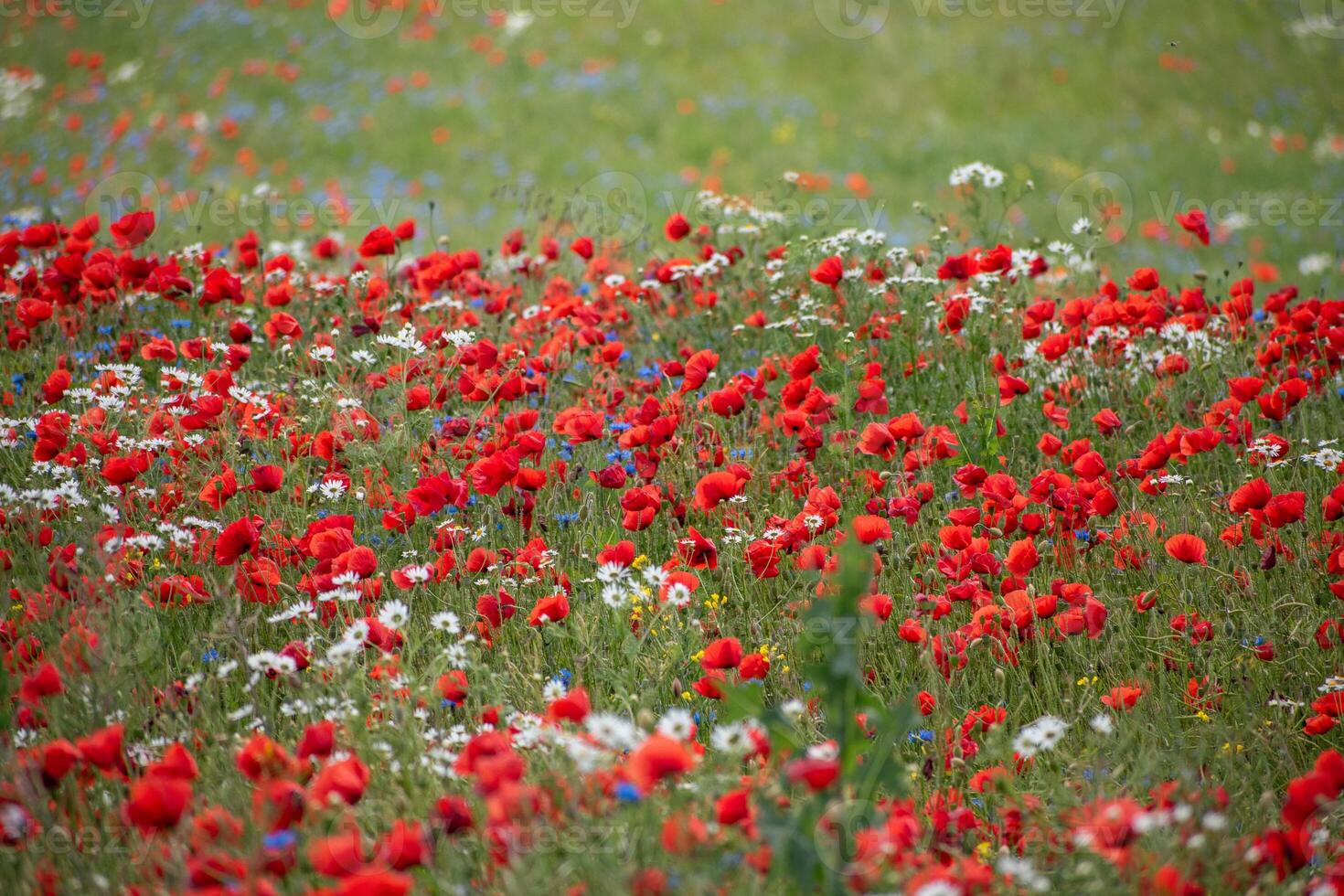 A field of red and white flowers in the spring photo