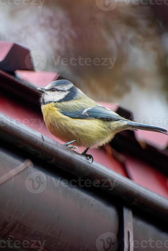 A small bird is perched on a roof photo