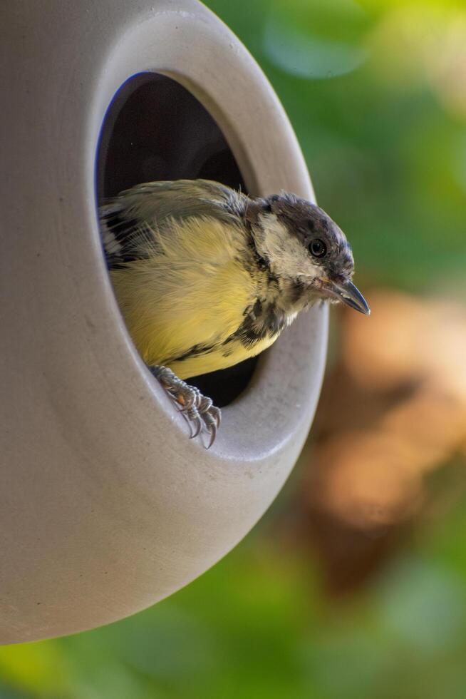 A bird is sitting in a bird house photo