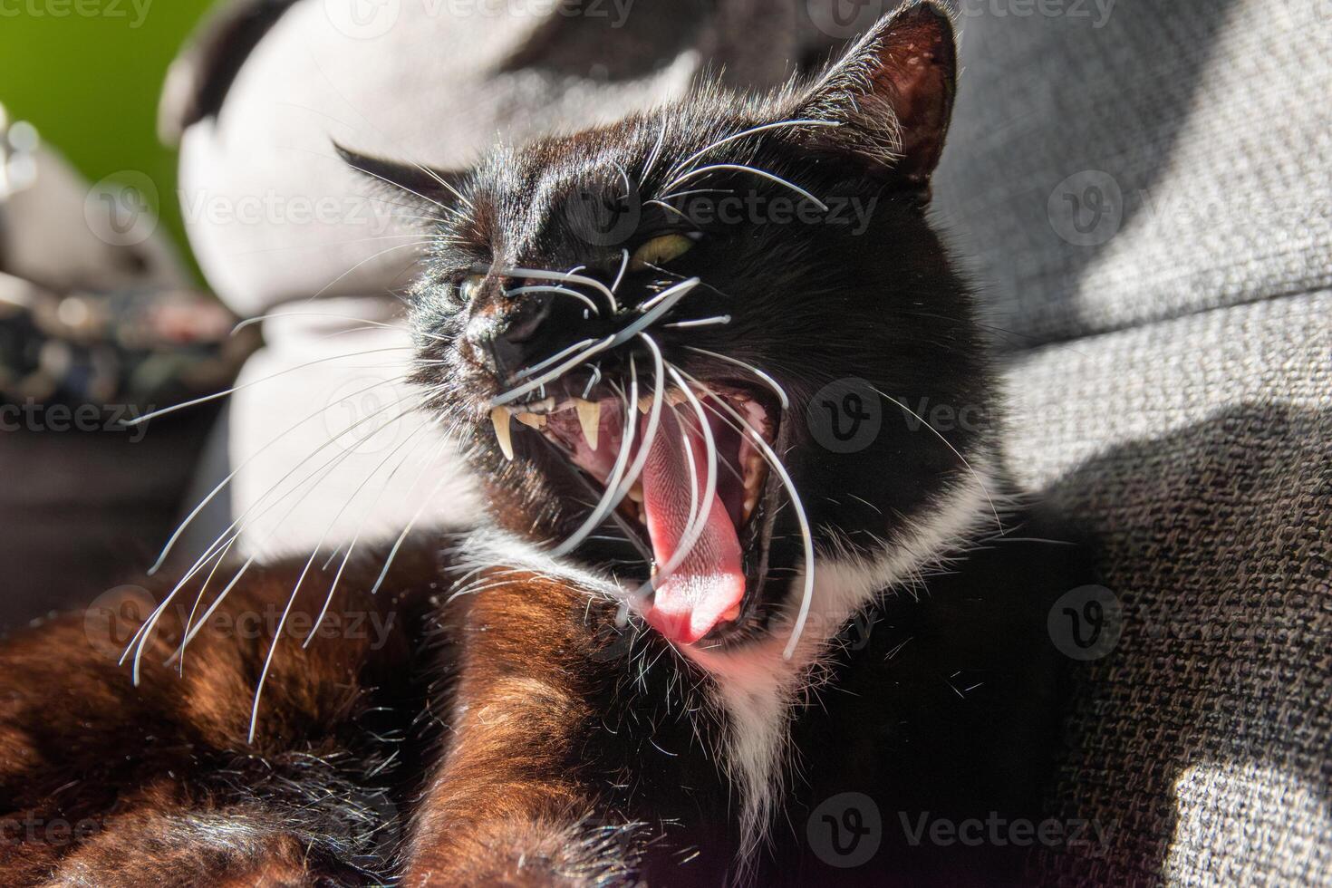 A cat yawning on a couch photo