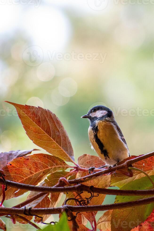A small bird is perched on a branch photo
