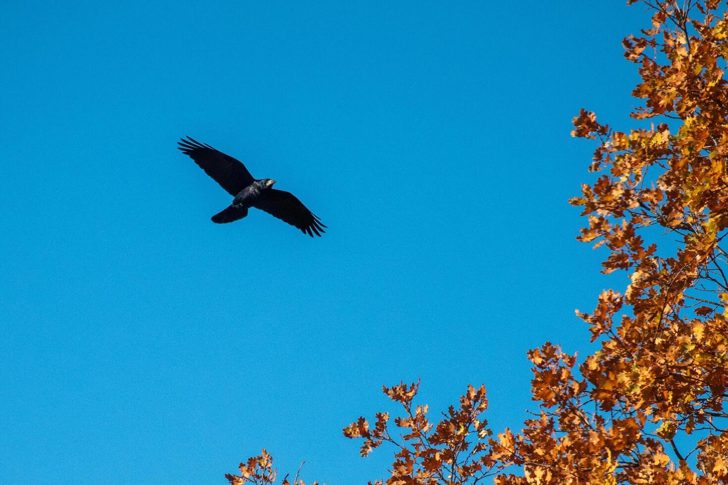 A bird flying in the blue sky photo