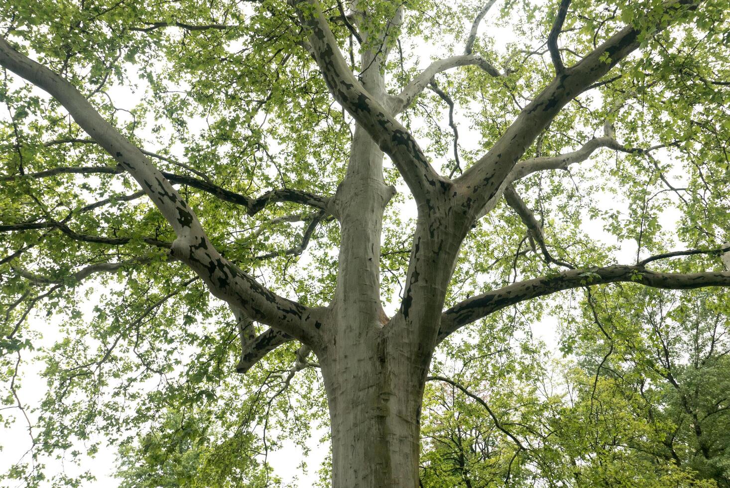 A large tree with many leaves photo