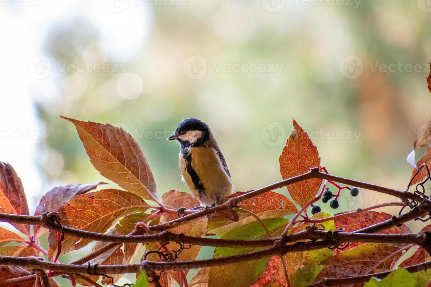 A bird sitting on a branch with leaves in the background photo