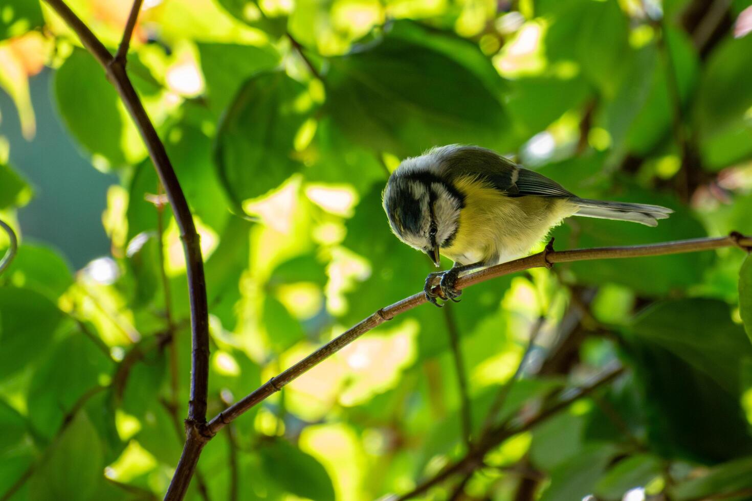 A small bird sitting on a branch in the sun photo