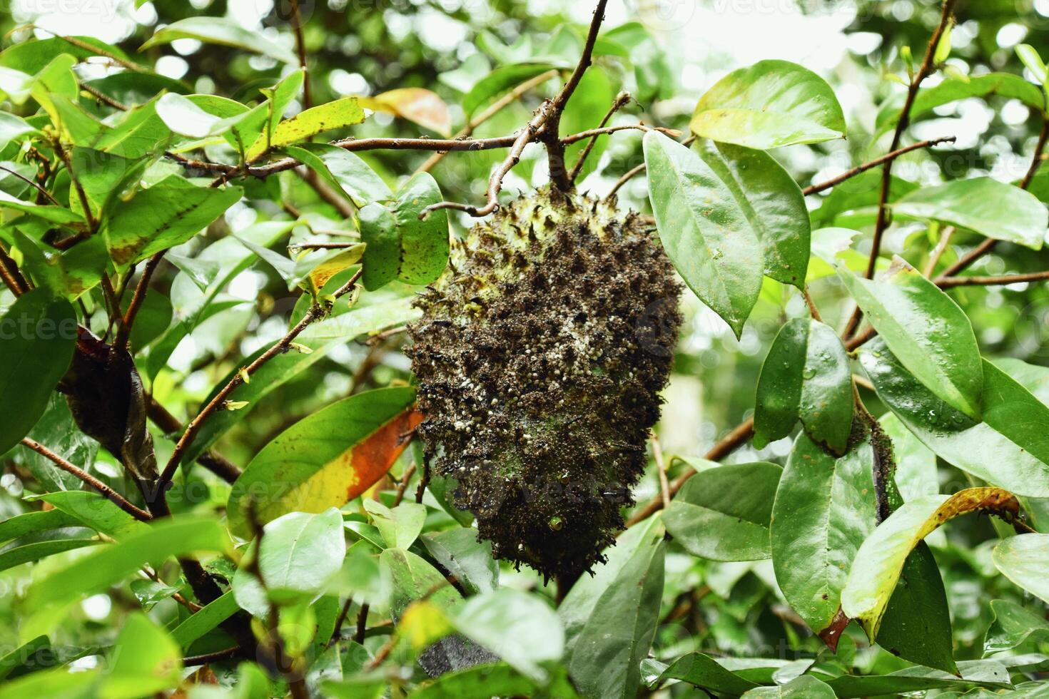 Rotten soursop fruit growing on tree in Tasikmalaya village photo