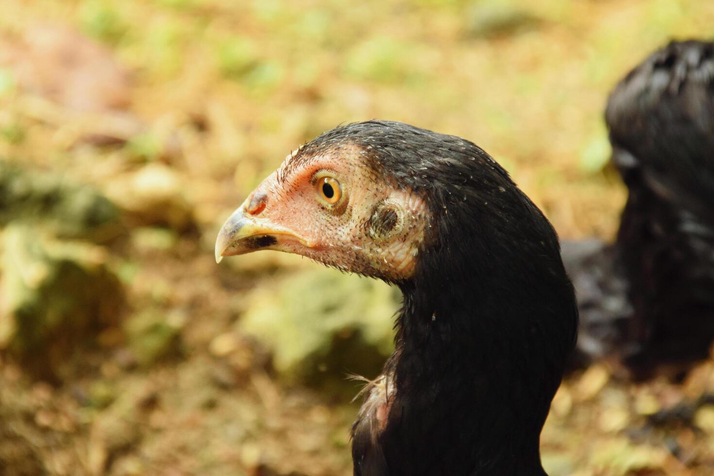 Black chicken head in natural rural environment photo