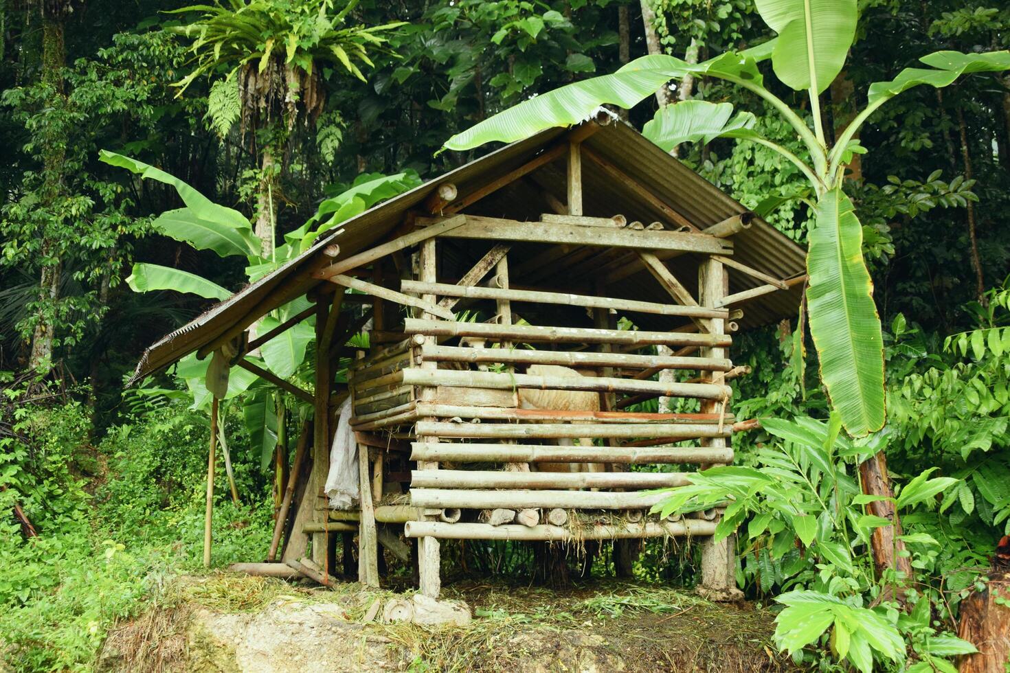 Bamboo goat pen in rural garden area of Tasikmalaya West Java photo