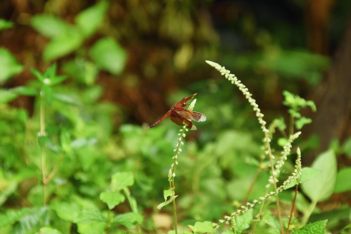 Dragonfly with reddish brown wings resting on leaf photo