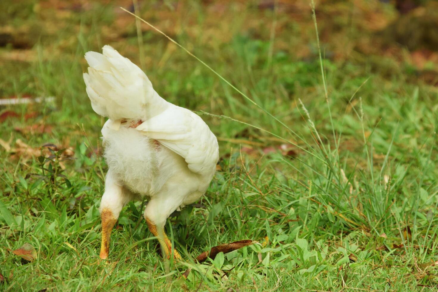 Local white chicken standing on grassy yard in Tasikmalaya Indonesia photo