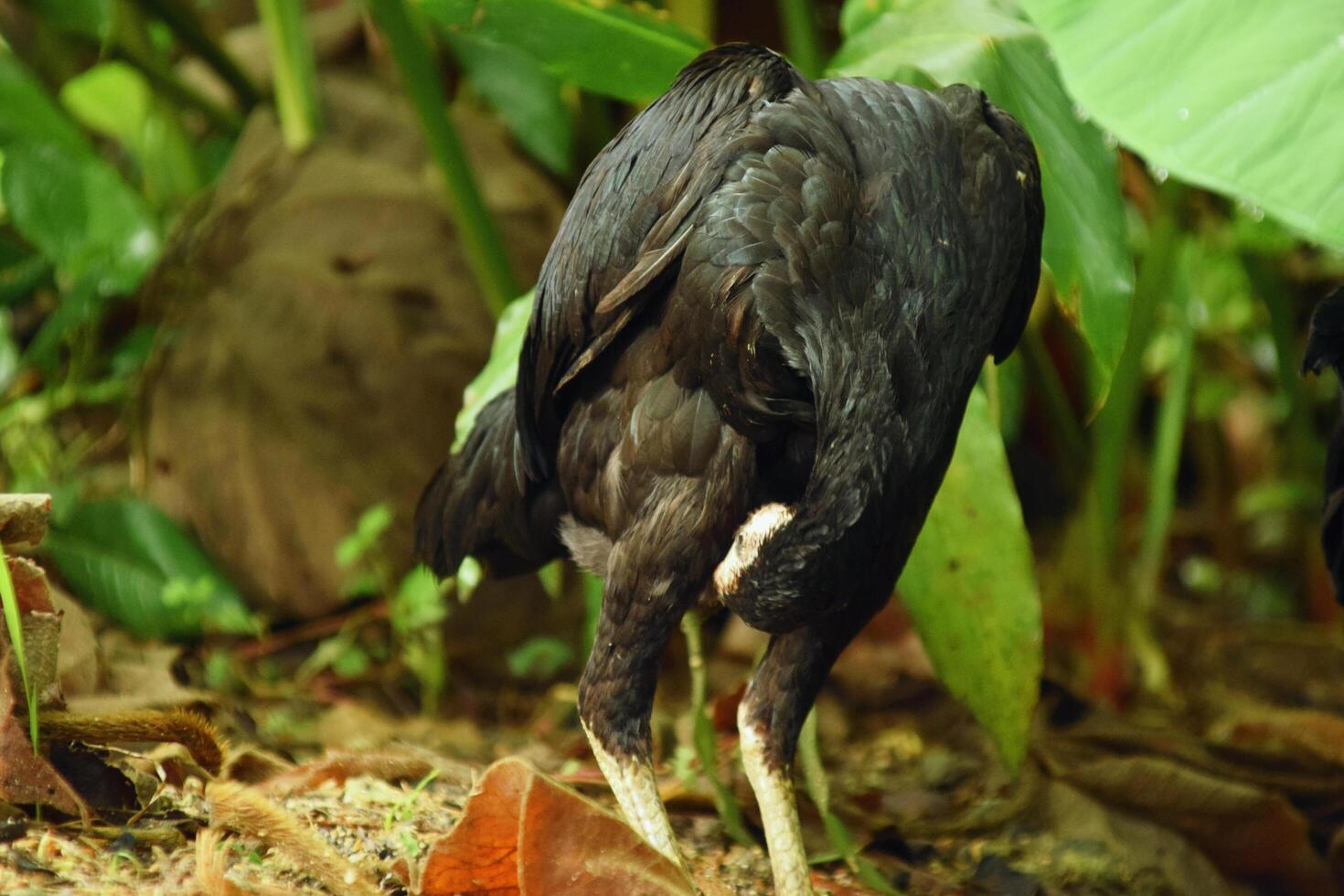 Closeup of black chicken eating in village yard photo