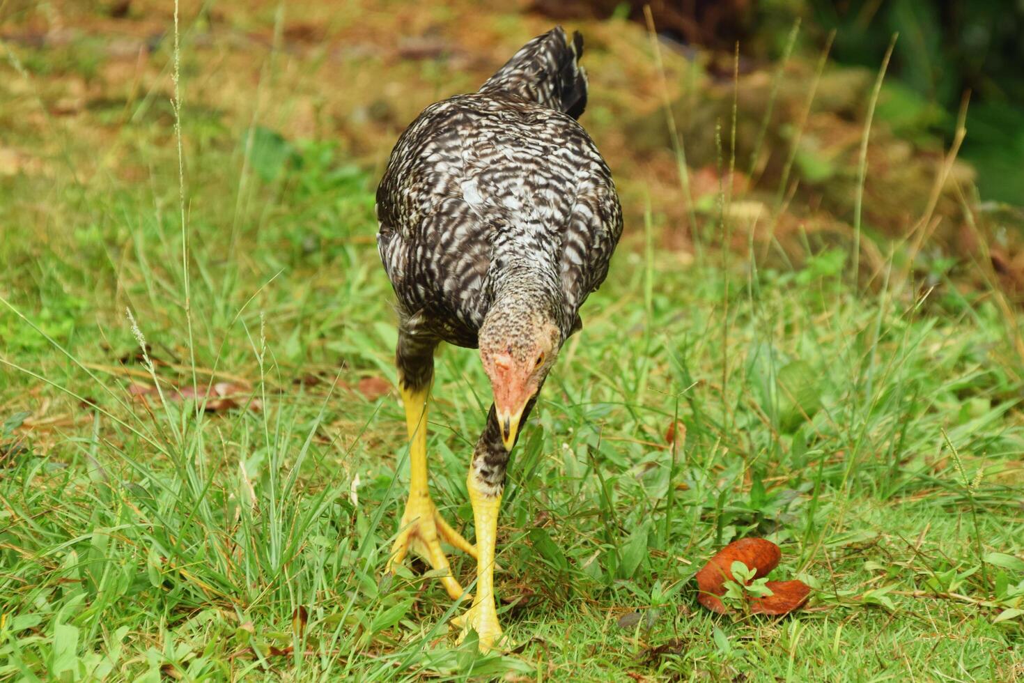 Black and white chicken in rural yard with green grass in West Java photo