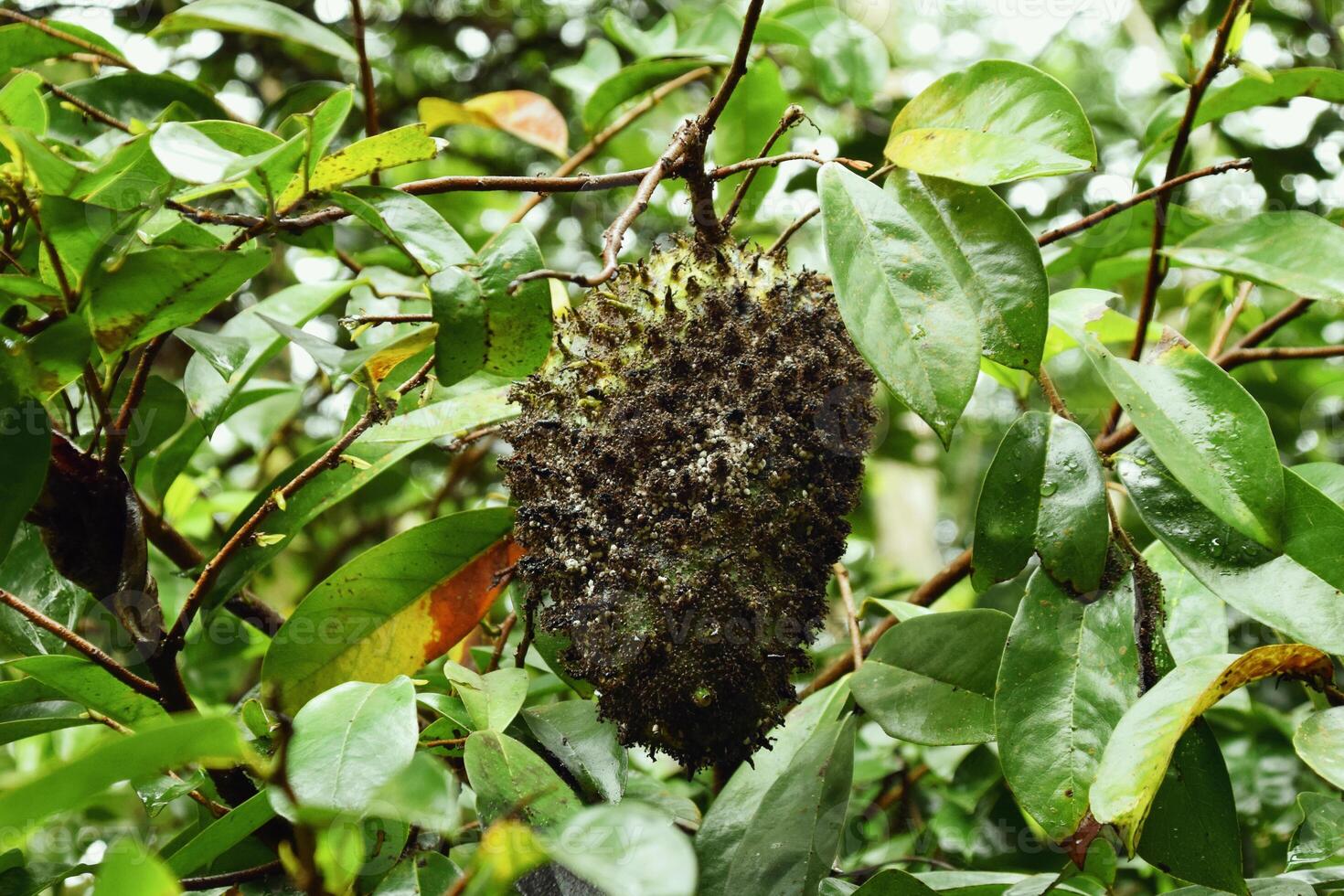 Close view of dark soursop on village tree in Indonesia photo