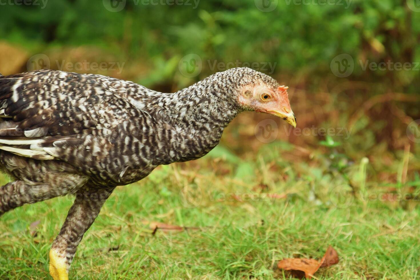 Closeup head of black and white chicken walking on grass in village yard photo