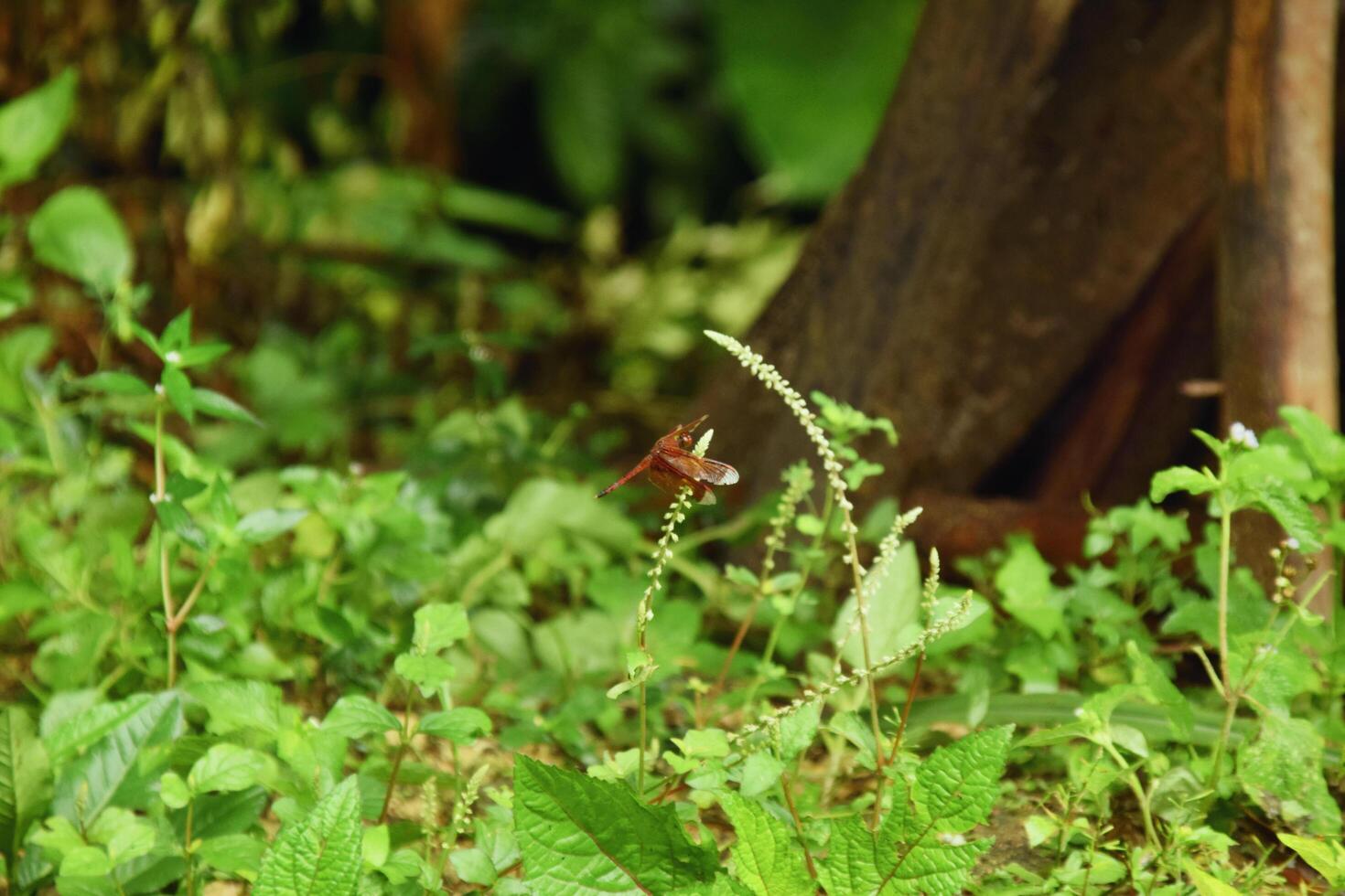 Reddish brown dragonfly perched on green leaf with natural background photo