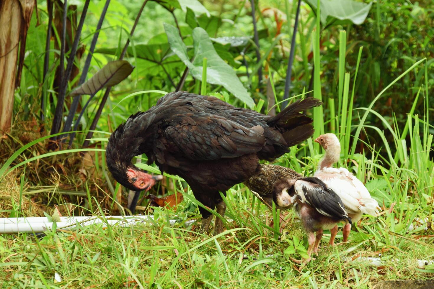 Mother hens and chicks foraging in village yard Tasikmalaya photo