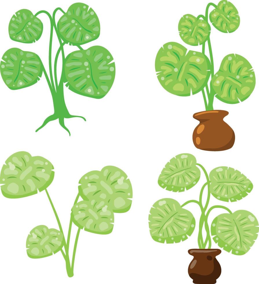 Tropical houseplants with green foliage in pots. vector