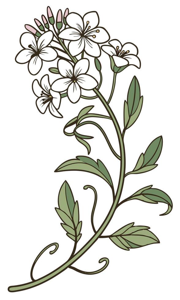 Close-up of the Sweet Alyssum flower arranged beautifully and decorated with vines vector