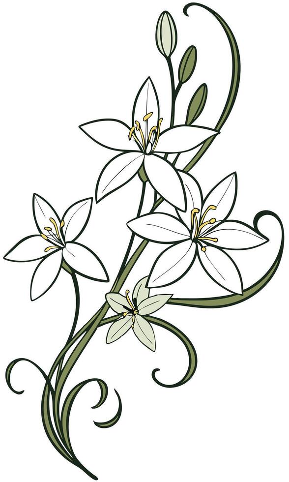Close-up of the Star of Bethlehem flower arranged beautifully and decorated with vines vector