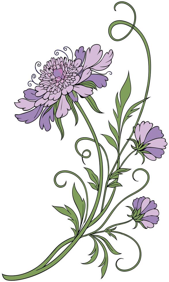 Close-up of the Scabiosa flower arranged beautifully and decorated with vines vector