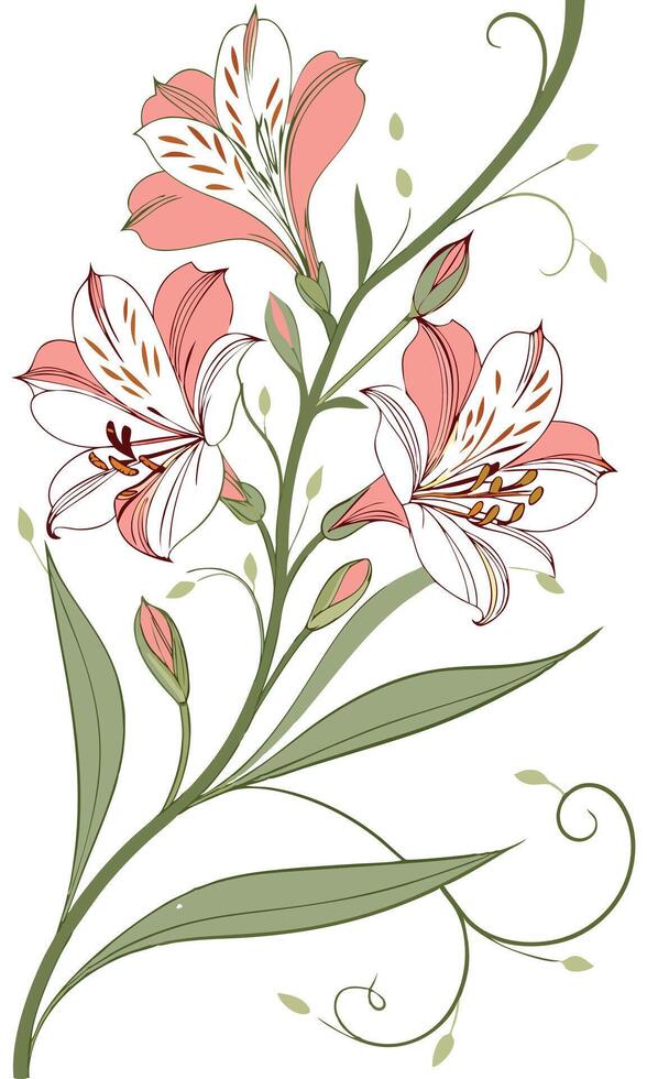 Close-up of the Star of Alstroemeria flower arranged beautifully and decorated with vines vector