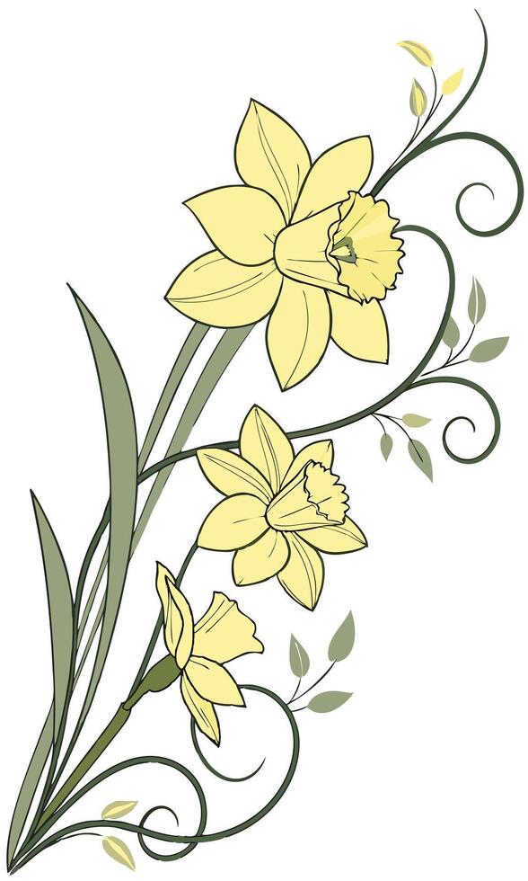 Close-up of the Daffodil flower arranged beautifully and decorated with vines vector