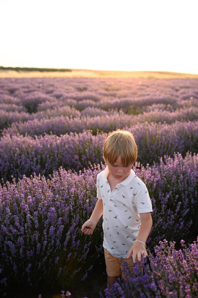 Bathed in golden sun, the boys hand brushes the lavender blossoms photo