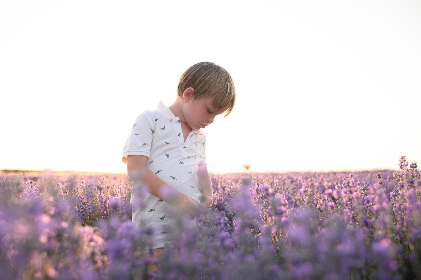 Sunlight spills across the field, catching the boys curious gaze. photo
