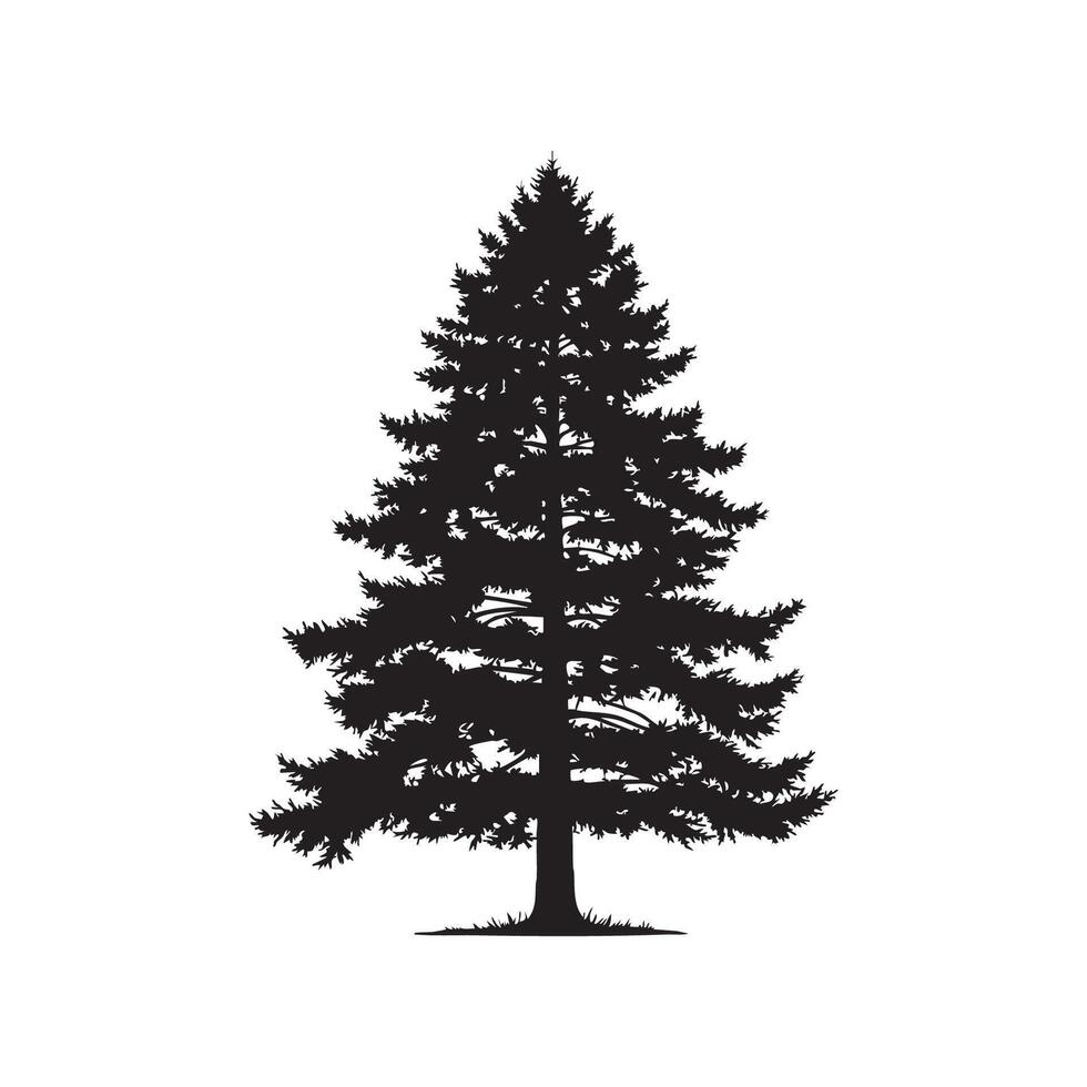 A tall evergreen tree silhouette isolated on white background vector