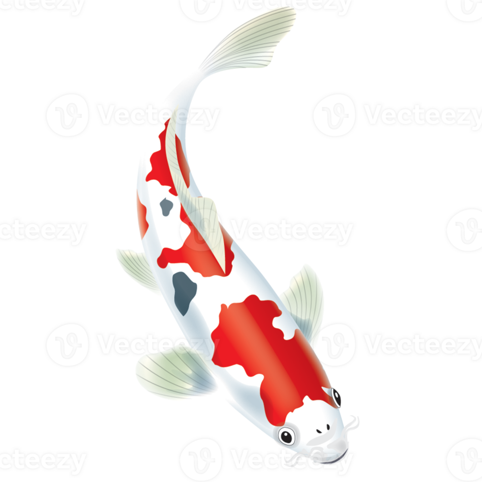 Illustration of Japanese Koi Fish, Elegant Nishikigoi with Red and White Pattern png