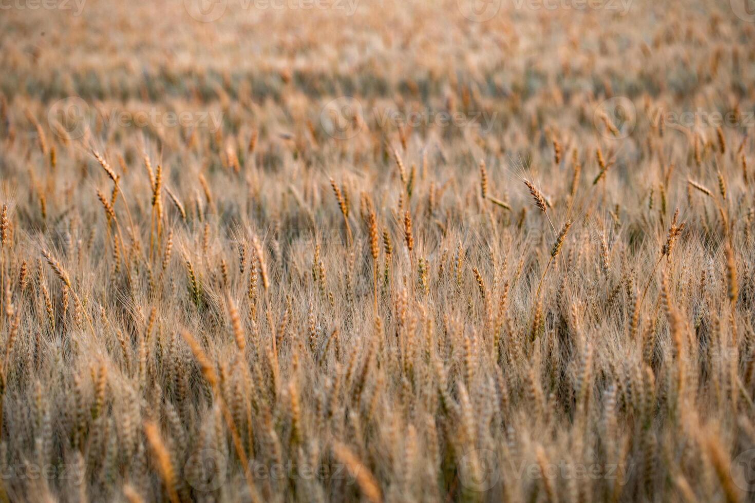 Close up of wheat ears in a field ready for harvest. Selective focus. photo