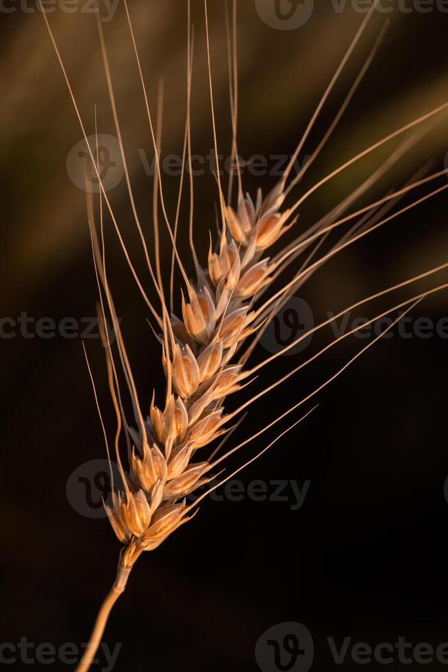 Close up of wheat ears in the field. Shallow depth of field. photo