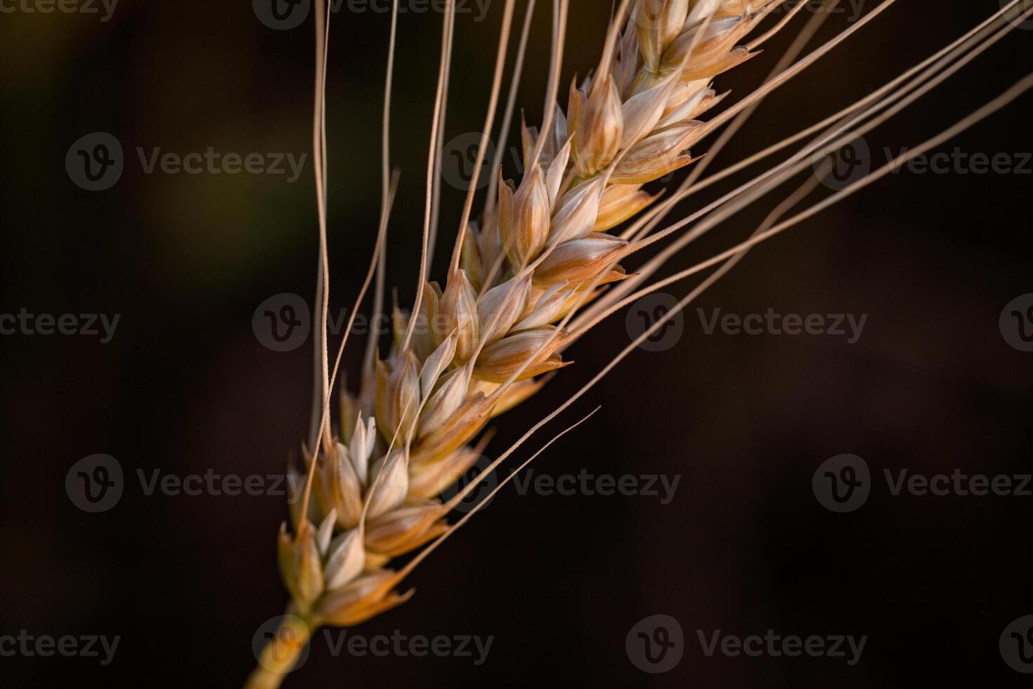 Ears of wheat on the field. Shallow depth of field on black background photo