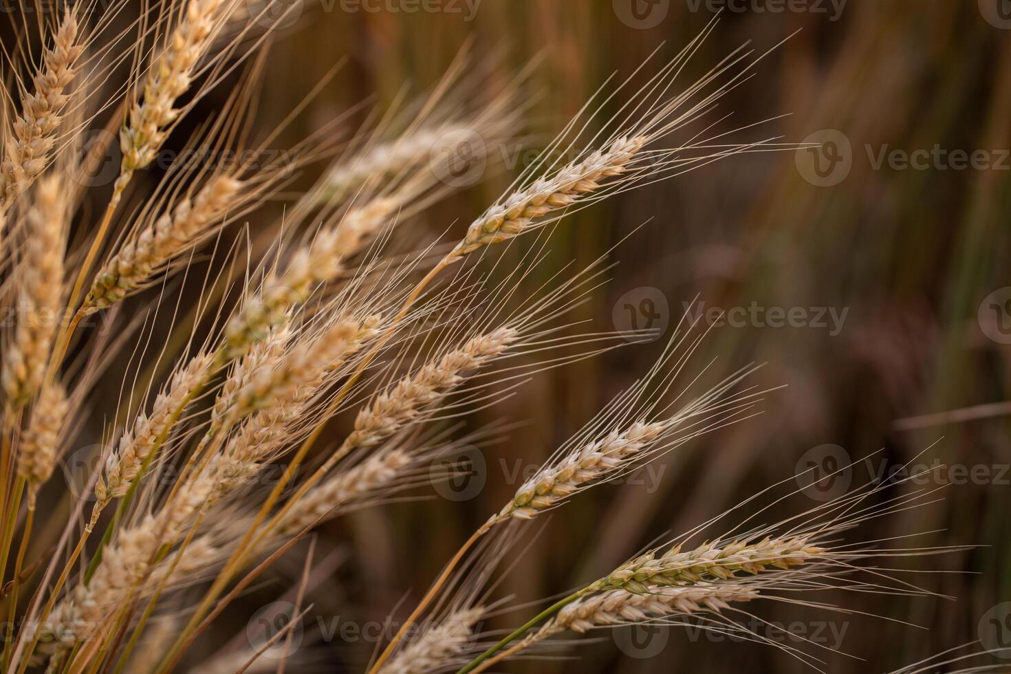 Ears of wheat on a background of the field. Close-up photo
