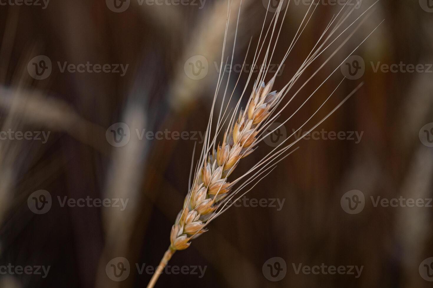 Ears of wheat on the background of the field. Shallow depth of field photo