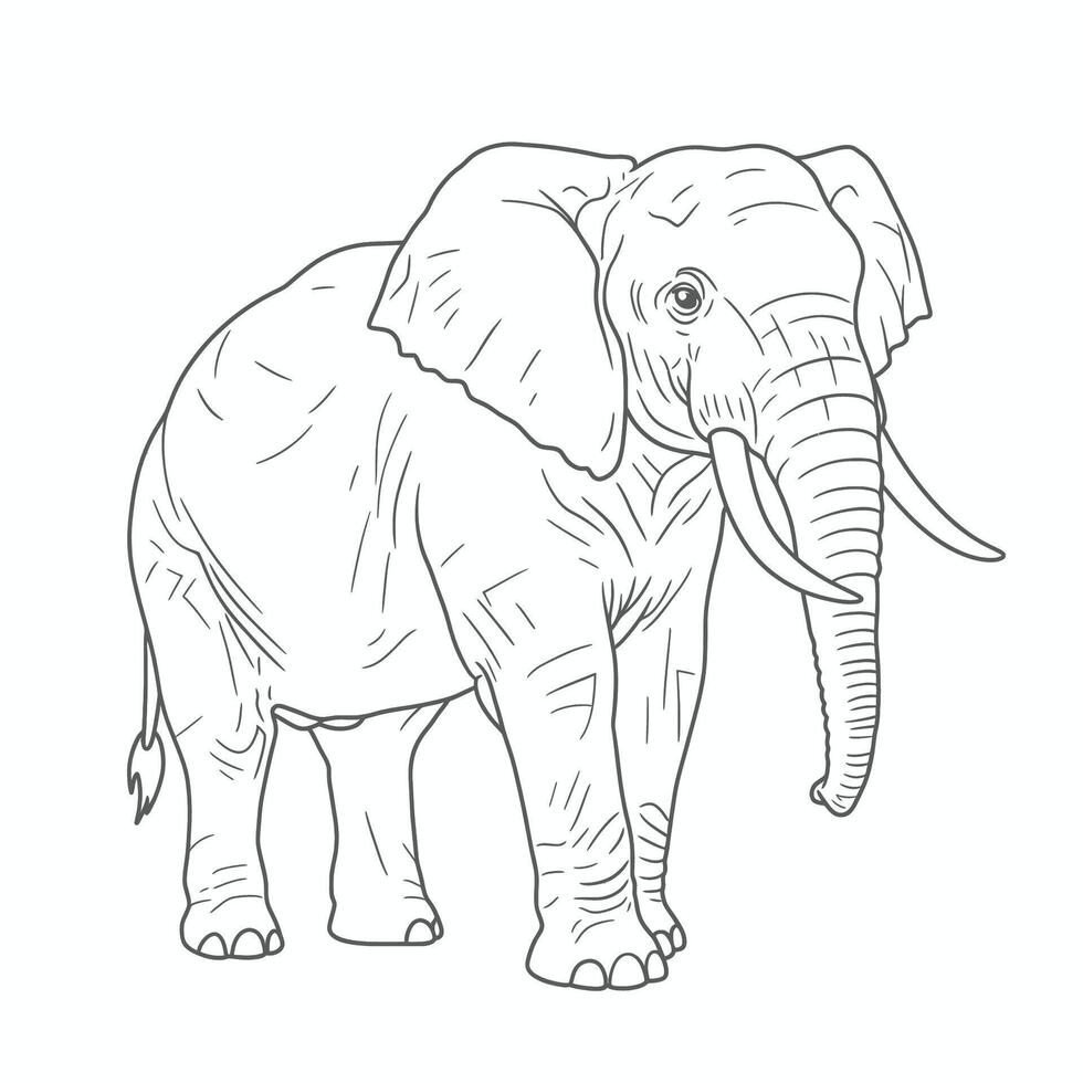 African Forest Elephant-Loxodonta cyclotis. A detailed sketch of an elephant showcasing long striking tusks and a textured trunk. The black-and-white artwork highlights the animal's powerful vector