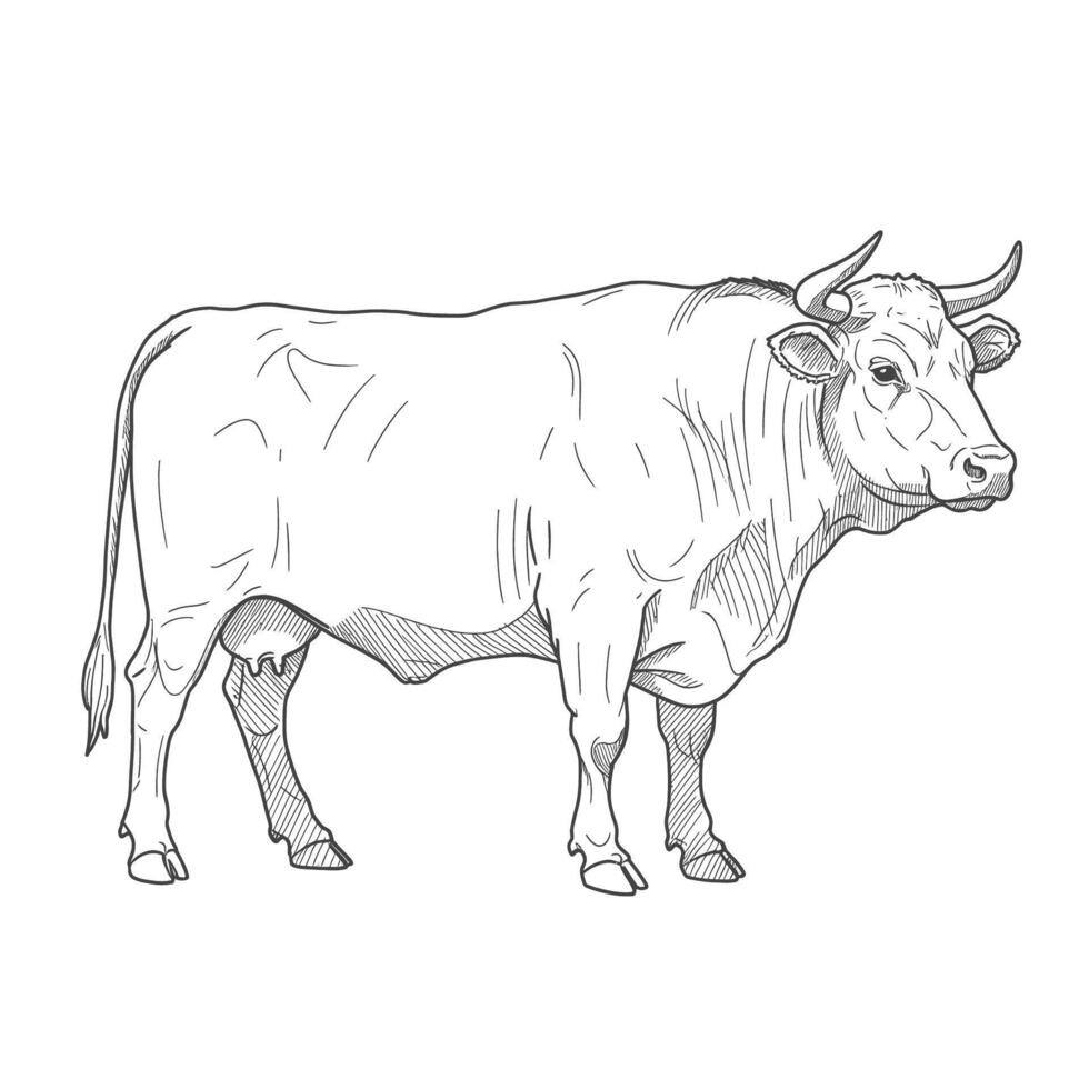 Side view sketch of standing bull with horns and muscular body. Farm animal illustration concept vector