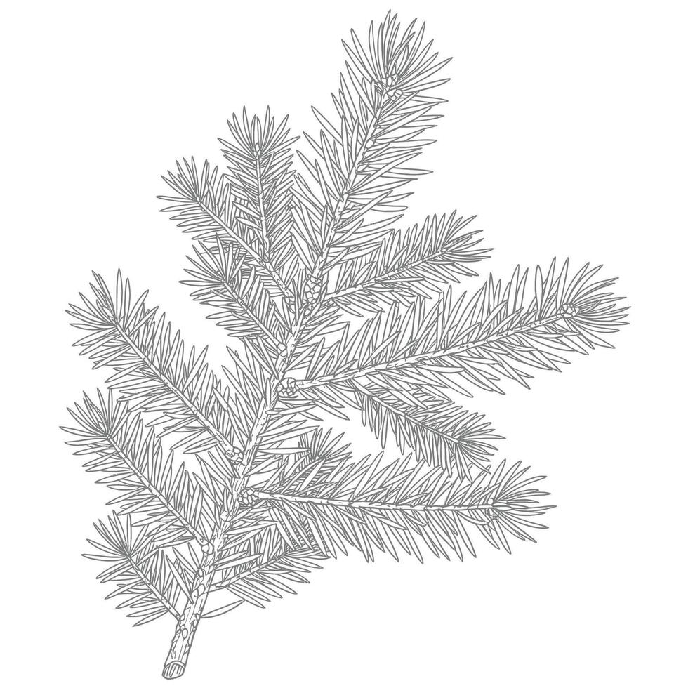 Black spruce. Delicate pine branch sketch illustrates a detailed evergreen sprig gracefully. Nature illustration concept vector