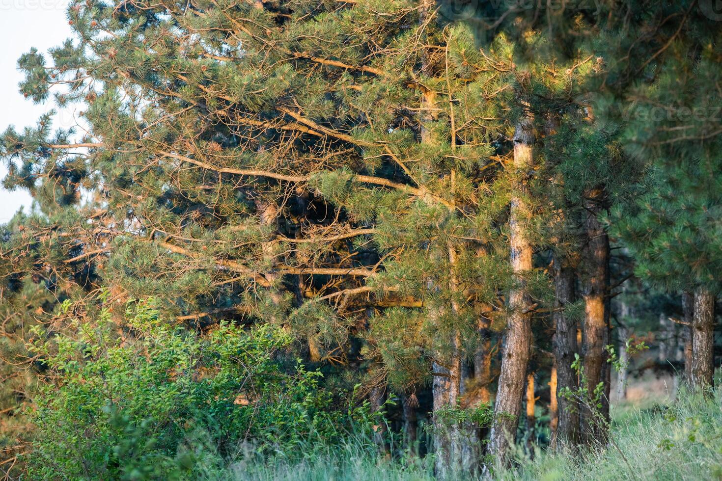 Pine trees in the forest at sunset. Nature background. Selective focus. photo